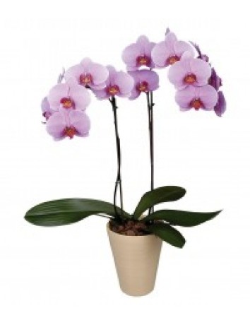 Орхидея - комнатные цветы